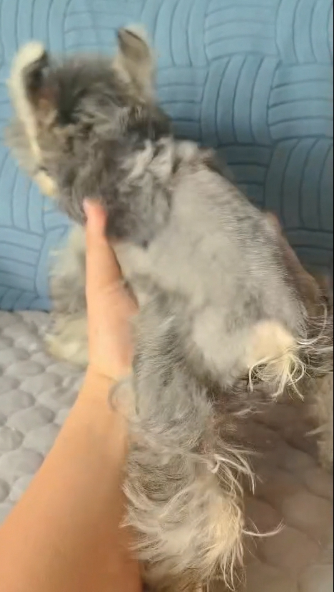 小老头雪纳瑞，聪明粘人护主，体型灵活，好养不掉毛，看家小能手